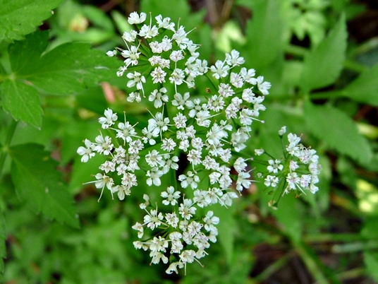 {Oenanthe javanica}